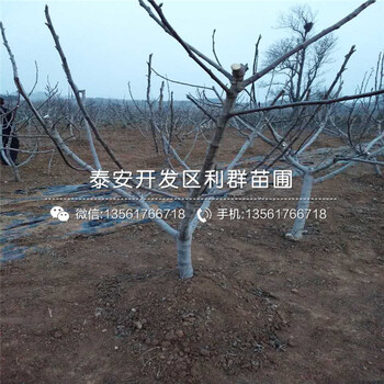 批发沙漠王无花果树苗价格是多少