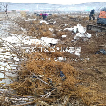 无花果树苗基地、无花果树苗批发价格多少