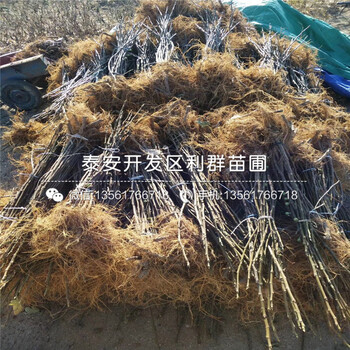 威海青皮无花果苗价格、2018年威海青皮无花果苗出售