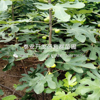 2018年无花果树苗、无花果树苗基地