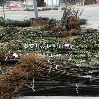 布兰瑞克无花果苗、布兰瑞克无花果苗多少钱