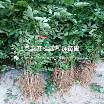 九葉青花椒樹苗價(jià)格、九葉青花椒樹苗報(bào)價(jià)是多少