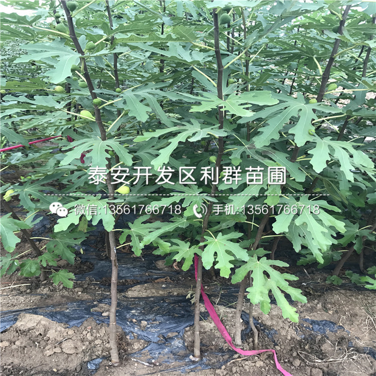 繁育日紫无花果苗基地