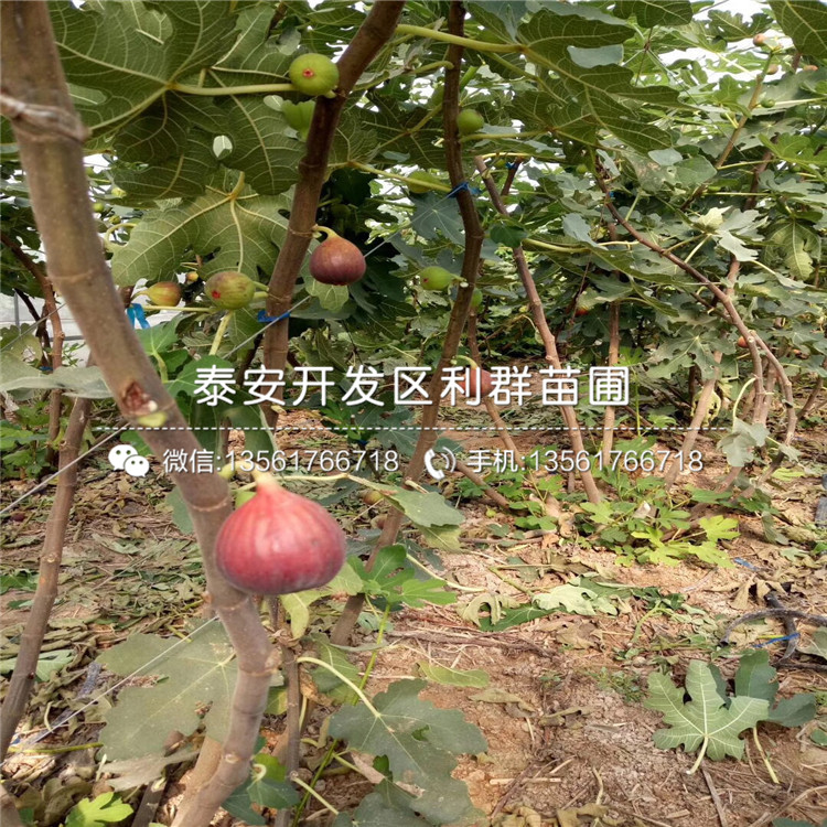 5公分无花果苗多少钱一颗