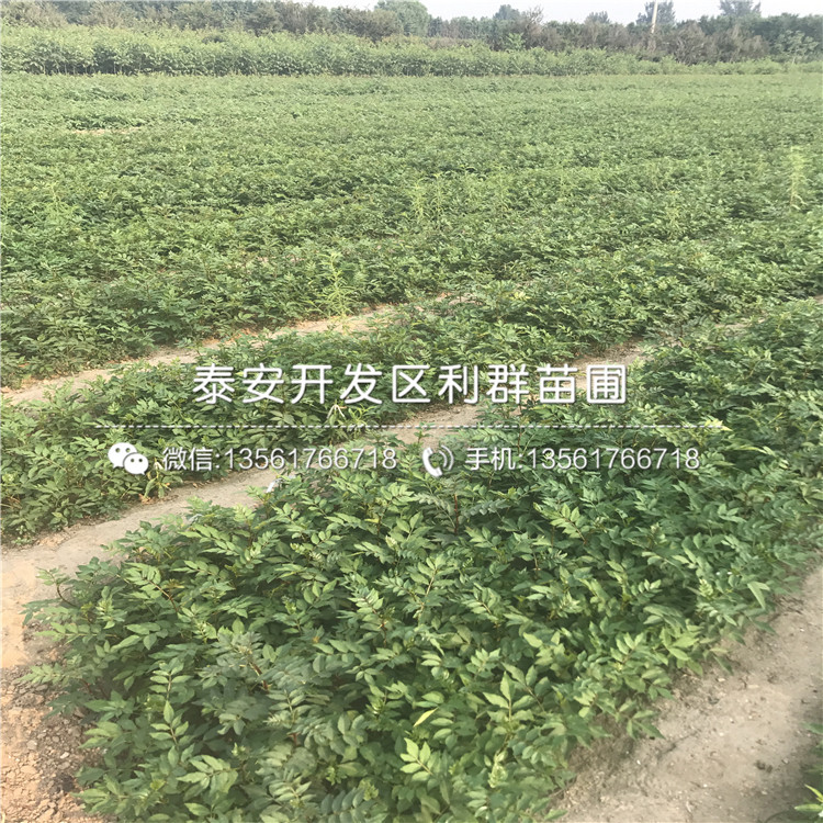 山東花椒種苗、花椒種苗報(bào)價(jià)