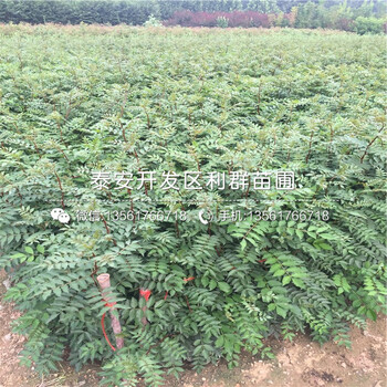 獅子頭花椒樹苗出售廠家