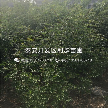 九葉青花椒苗基地、九葉青花椒苗價格是多少