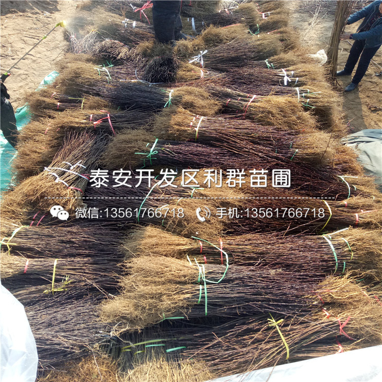 獅子頭花椒苗報價