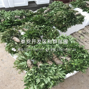 花椒種苗出售價格低