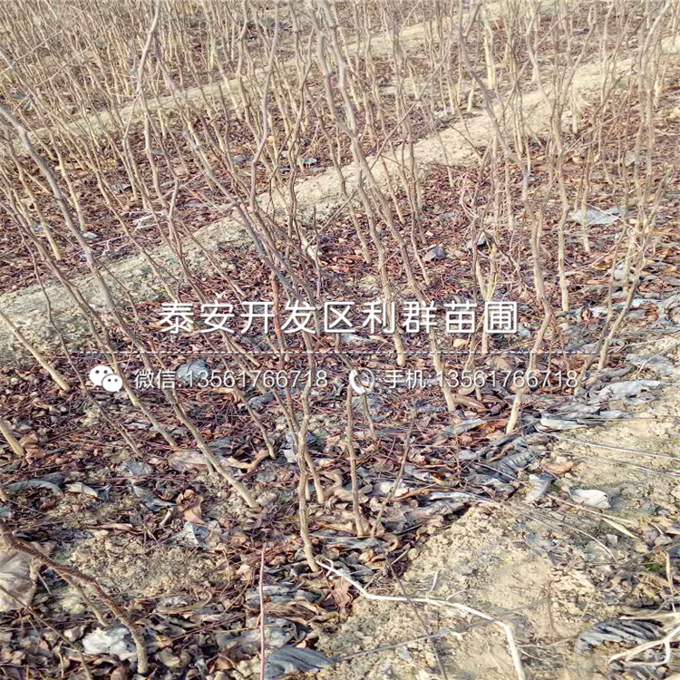 山东青花椒树苗基地