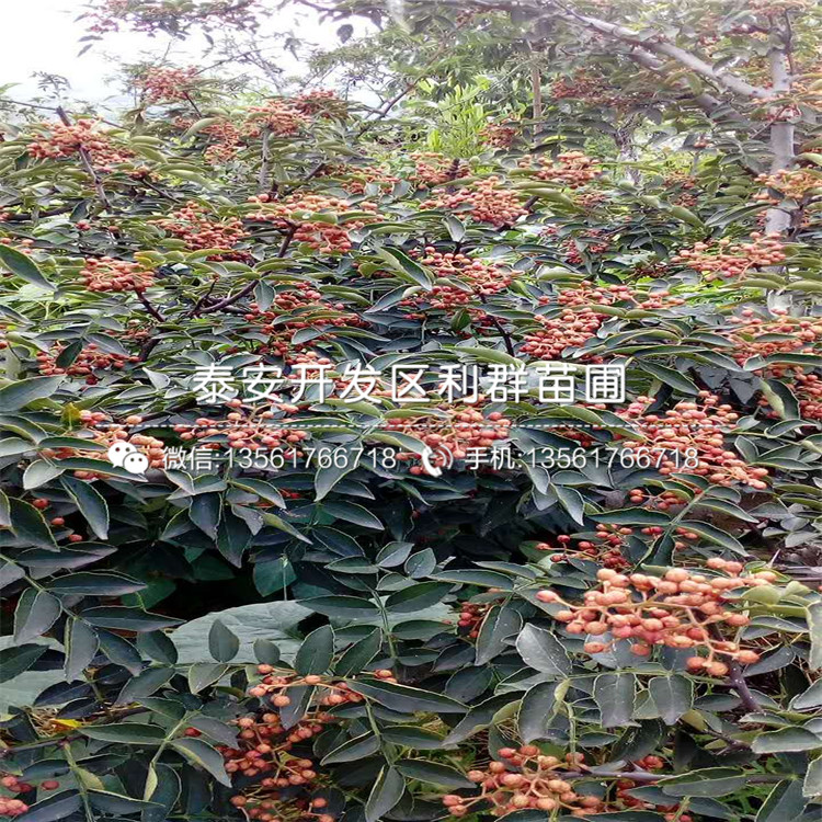 哪里有賣獅子頭花椒樹苗的、2018年獅子頭花椒樹苗價(jià)格