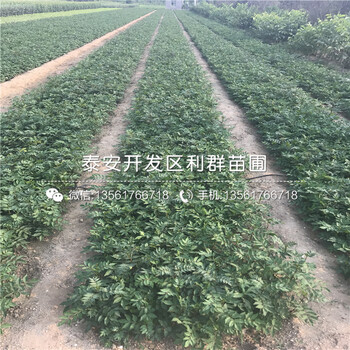 紅花椒樹苗批發(fā)出售
