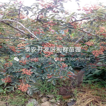 十里香花椒樹苗出售、十里香花椒樹苗出售價(jià)格是多少