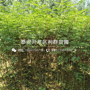 一株花椒种苗多少钱