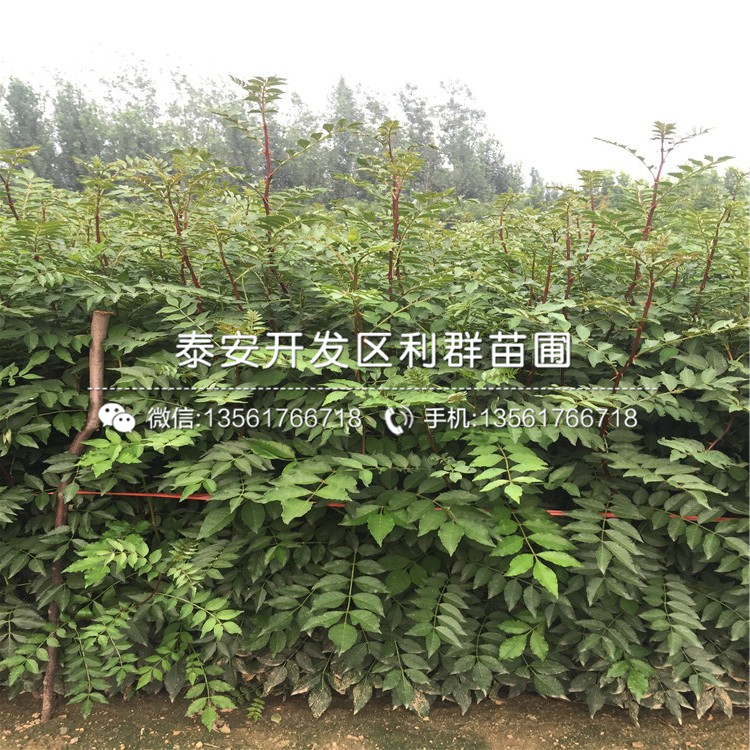 山東青花椒苗出售、山東青花椒苗基地