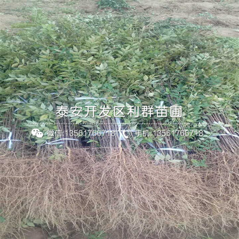 5公分青花椒苗多少錢一棵