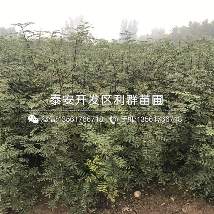 一畝地能種植多少棵花椒樹苗