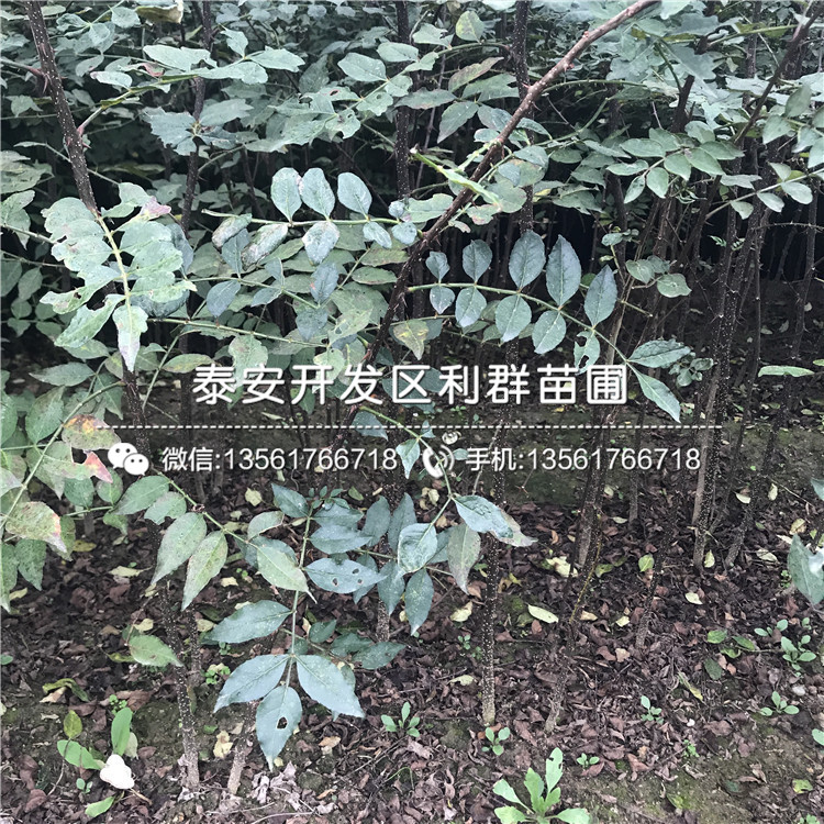 山东花椒种苗出售、山东花椒种苗基地