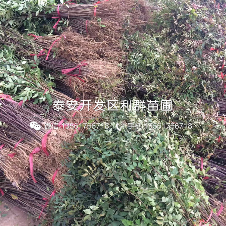 山东花椒种苗价格是多少