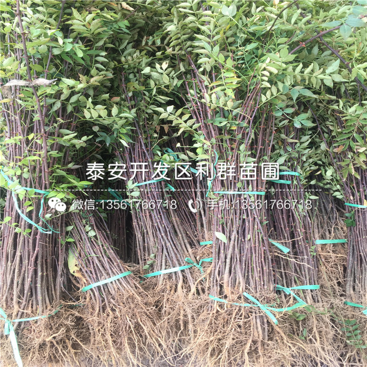 新品種九葉青花椒苗、新品種九葉青花椒苗出售價(jià)格是多少