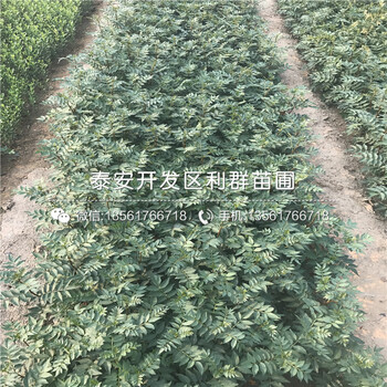 九葉青花椒苗價格批發(fā)