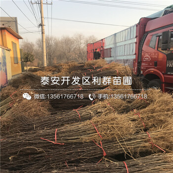 哪里有獅子頭花椒樹(shù)苗批發(fā)