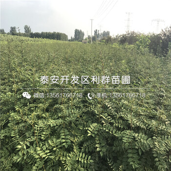山東大紅花椒樹(shù)苗、山東大紅花椒樹(shù)苗多少錢(qián)