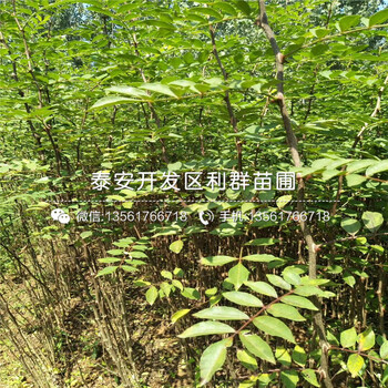 山東獅子頭花椒樹苗價(jià)格、山東獅子頭花椒樹苗多少錢一棵