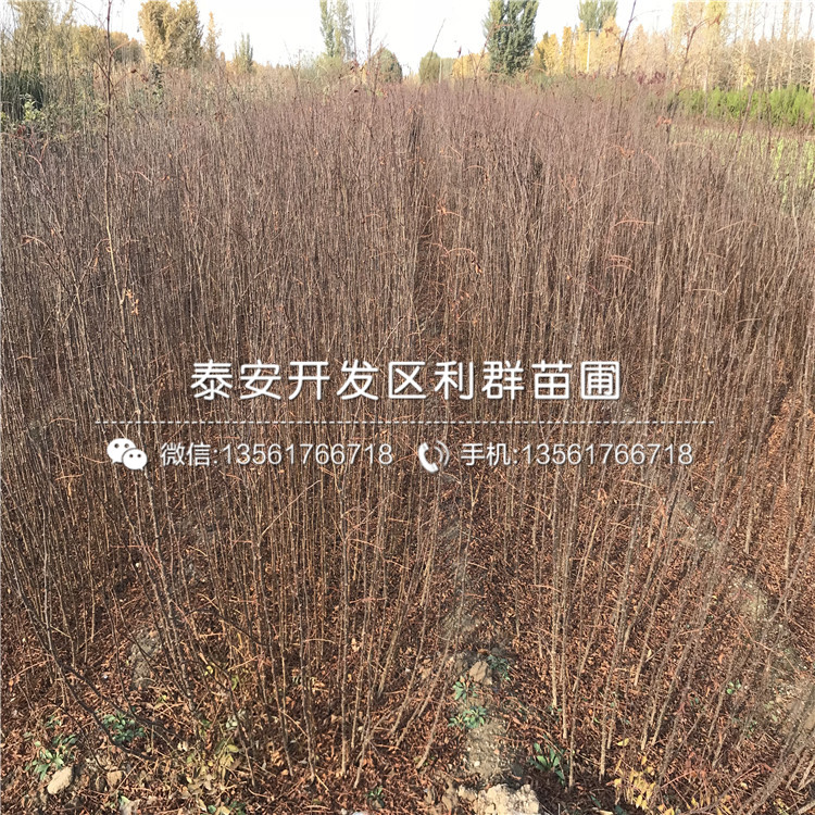 山東1公分花椒苗、山東1公分花椒苗報(bào)價(jià)是多少