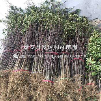 山東九葉青花椒苗、山東九葉青花椒苗出售