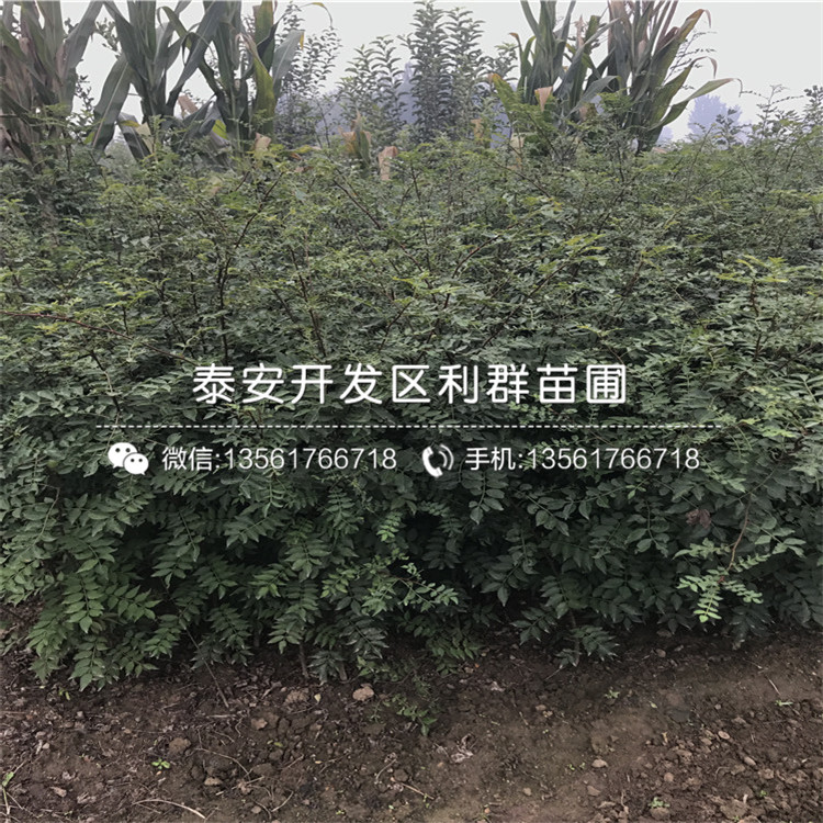 一株花椒种苗多少钱