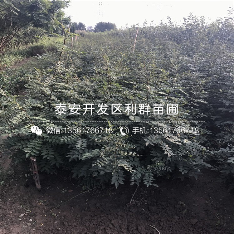 哪里的大红花椒苗价格低