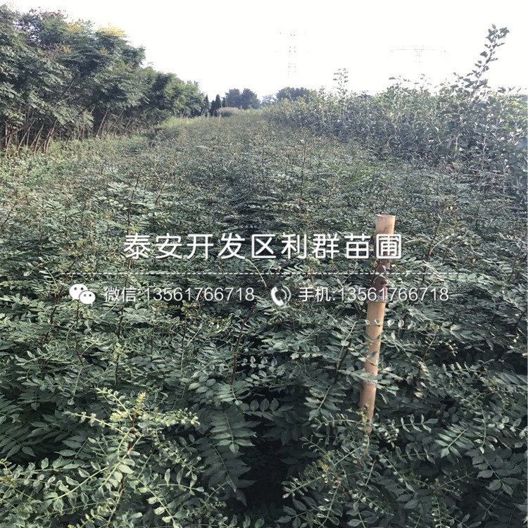 批发狮子头花椒苗基地