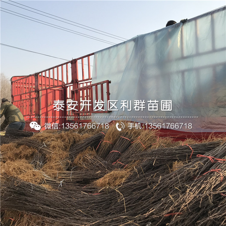 花椒樹(shù)苗新品種、花椒樹(shù)苗價(jià)格多少