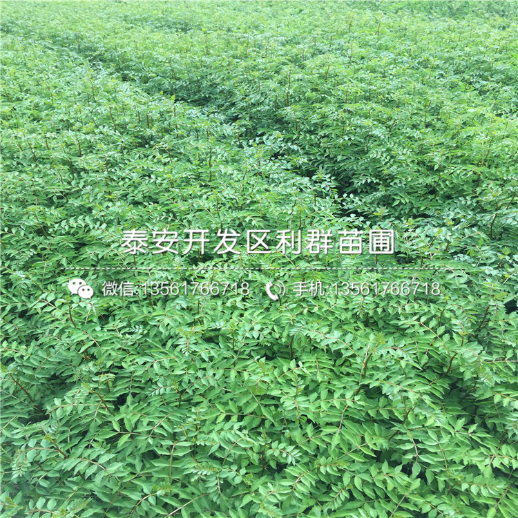 泰安花椒苗批發(fā)出售