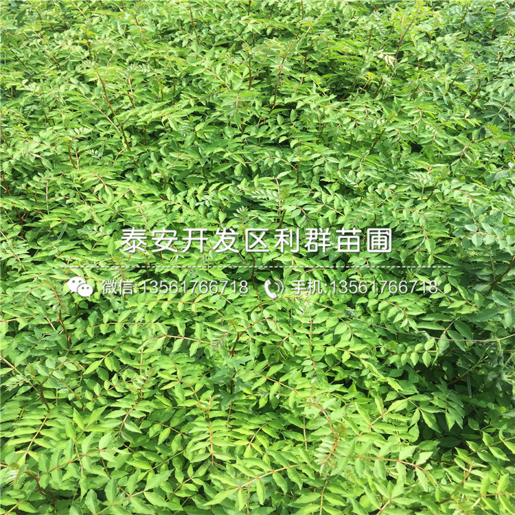 山东青花椒树苗基地