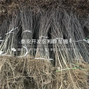 2018年山東花椒樹苗出售基地