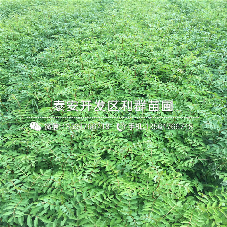 花椒種苗價格行情