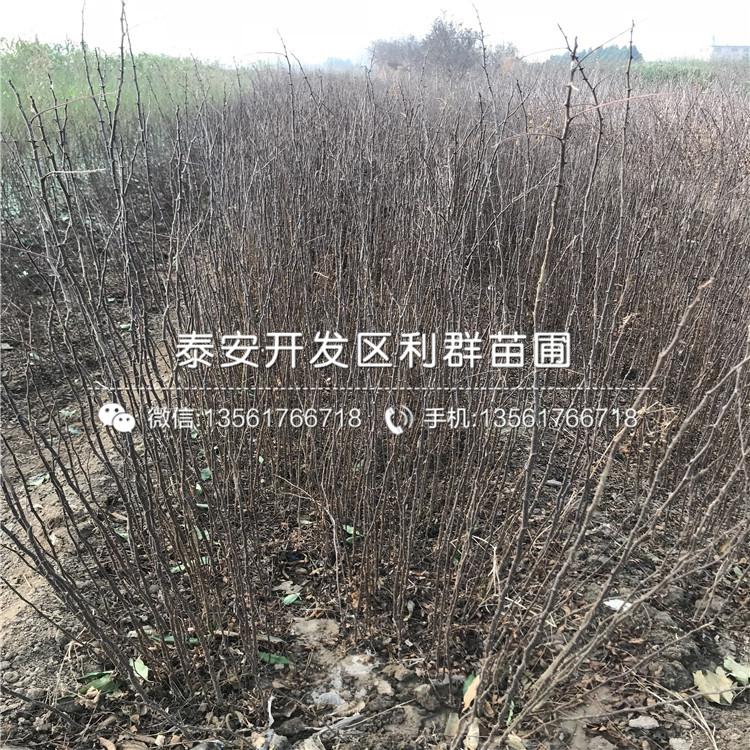 哪里有賣獅子頭花椒樹苗的、2018年獅子頭花椒樹苗價(jià)格