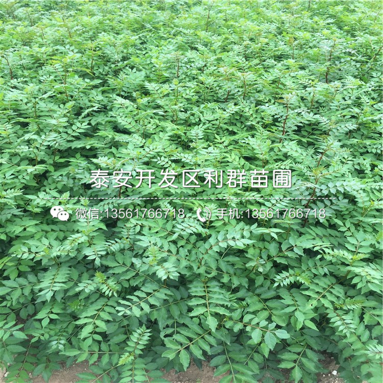 麻花椒树苗价格