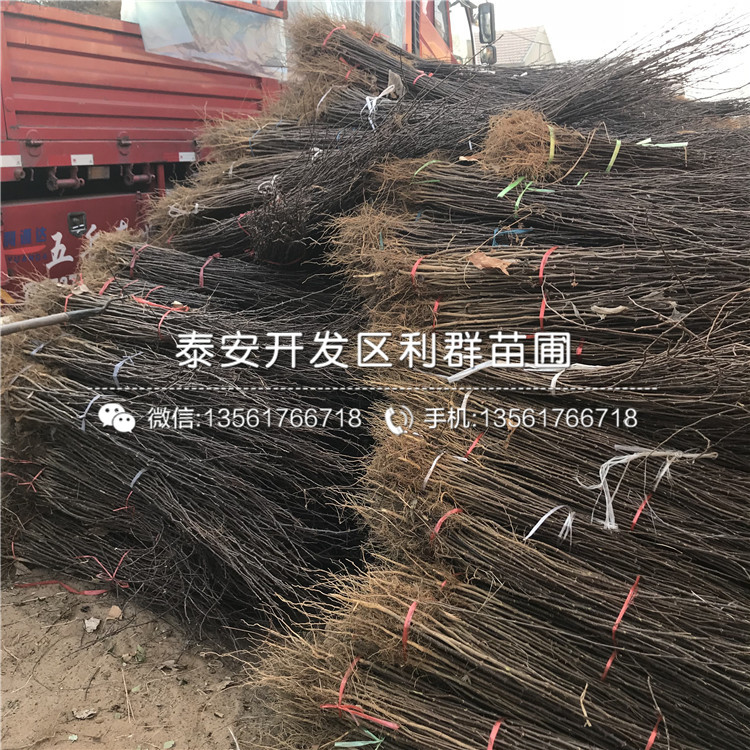 花椒樹苗格、花椒樹苗批發(fā)基地