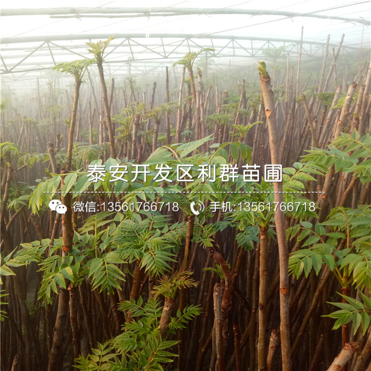 矮化紅油香椿樹苗、矮化紅油香椿樹苗格是多少