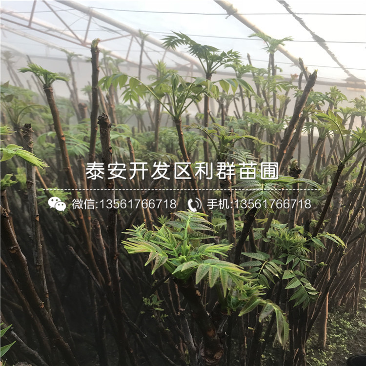 山东矮化红芽香椿树苗出售价格、山东矮化红芽香椿树苗出售基地