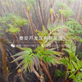 5公分香椿樹苗價(jià)格多少