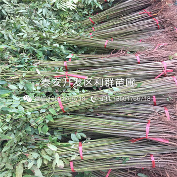 紅芽香椿樹苗多少錢一棵、2018年紅芽香椿樹苗多少錢一棵