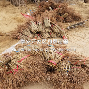 5公分香椿苗批發(fā)基地