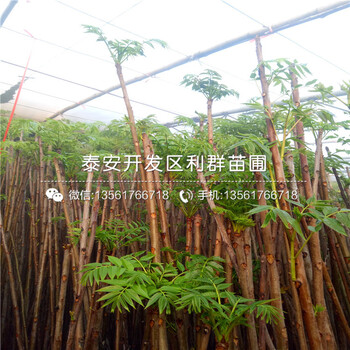 矮化紅芽香椿樹苗批發(fā)基地、矮化紅芽香椿樹苗多少錢一棵