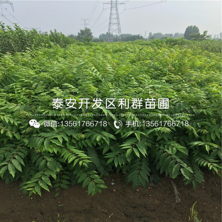新品種大棚紅香椿苗多少錢一棵
