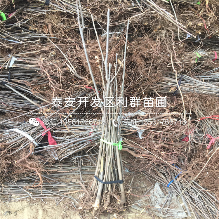 出售6公分香椿苗基地