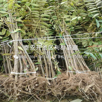 大棚紅油香椿苗多少錢一棵、大棚紅油香椿苗批發(fā)基地